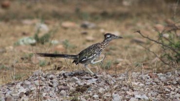 10-letter birds - roadrunner