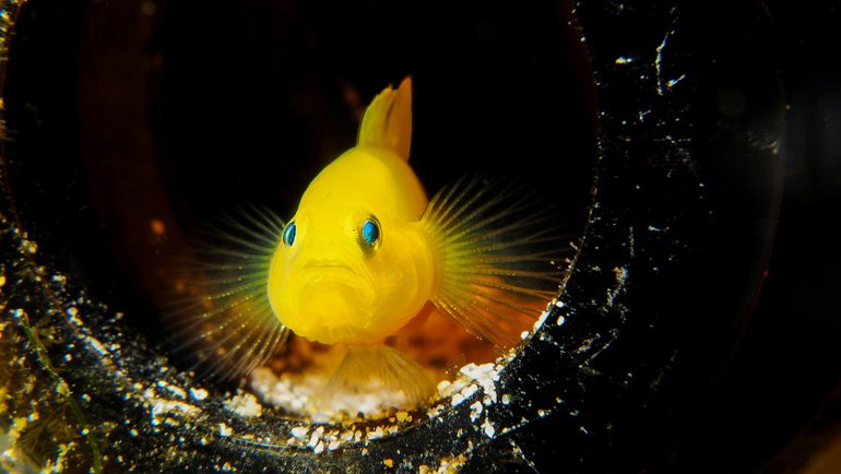 4-letter fish - Goby