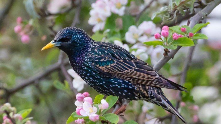 8-letter birds - Starling