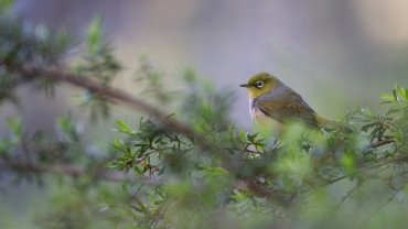 9-letter birds - silvereye