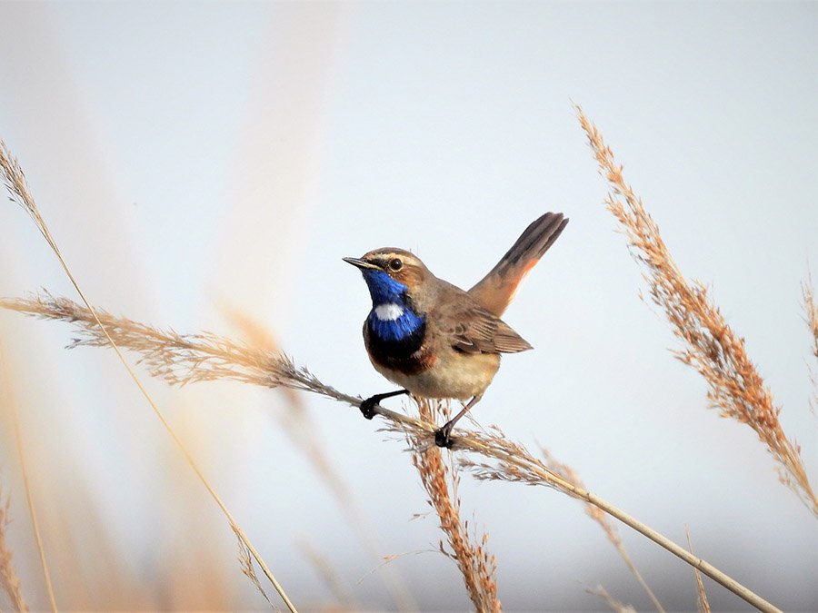 Bluethroat