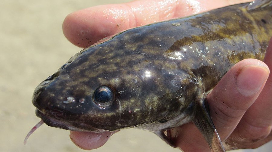 Burbot