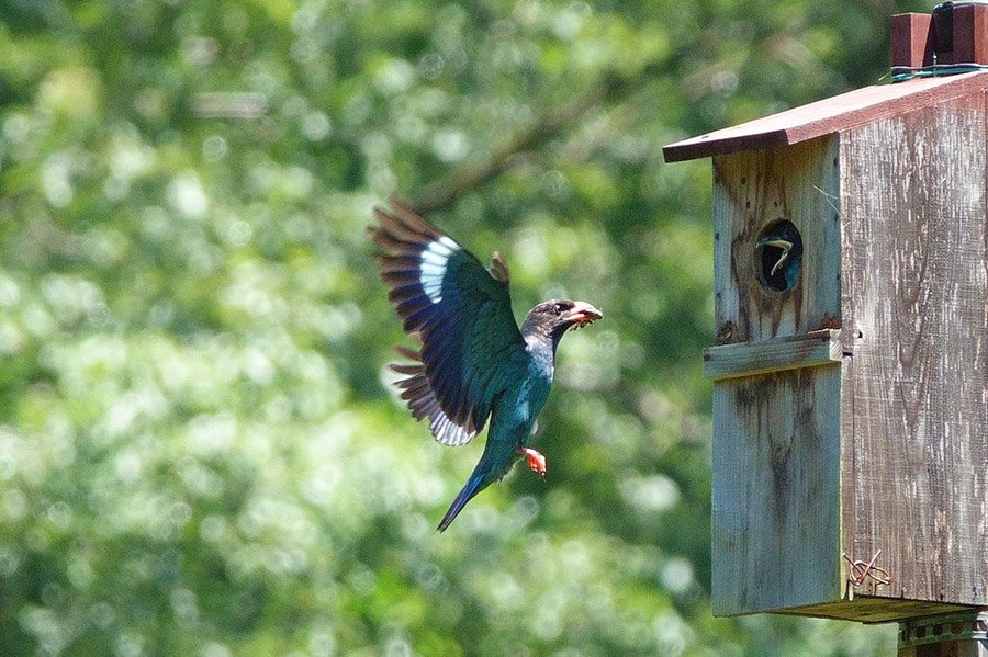 Dollarbird