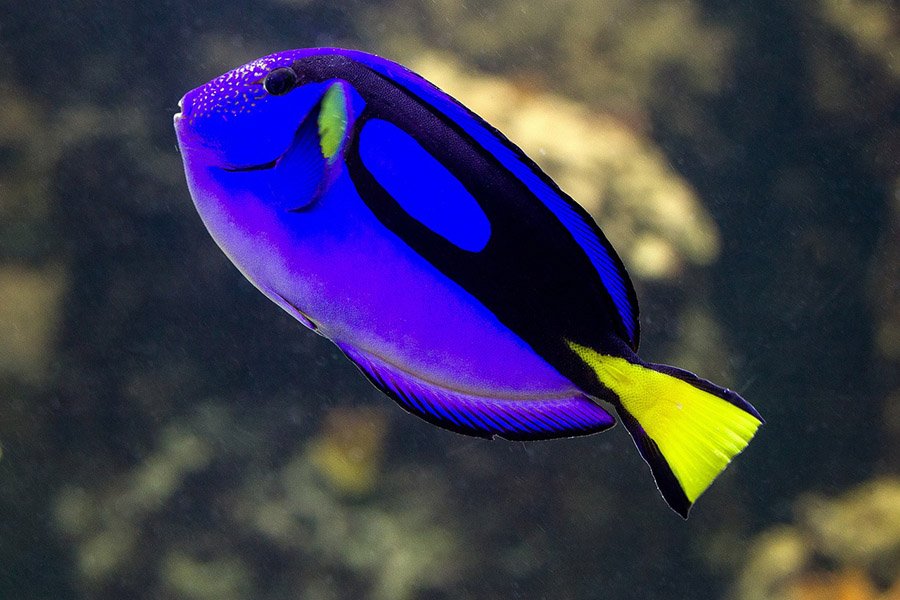 Dory fish