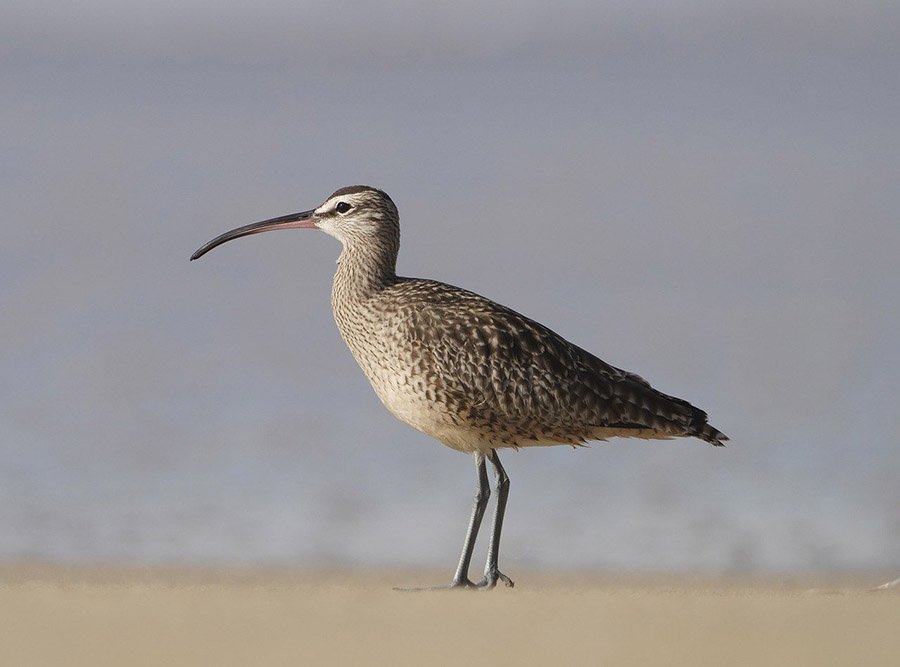 Whimbrel