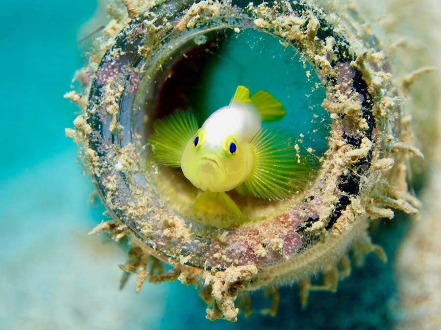 Goby