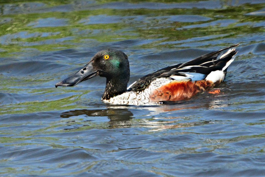 Shoveler