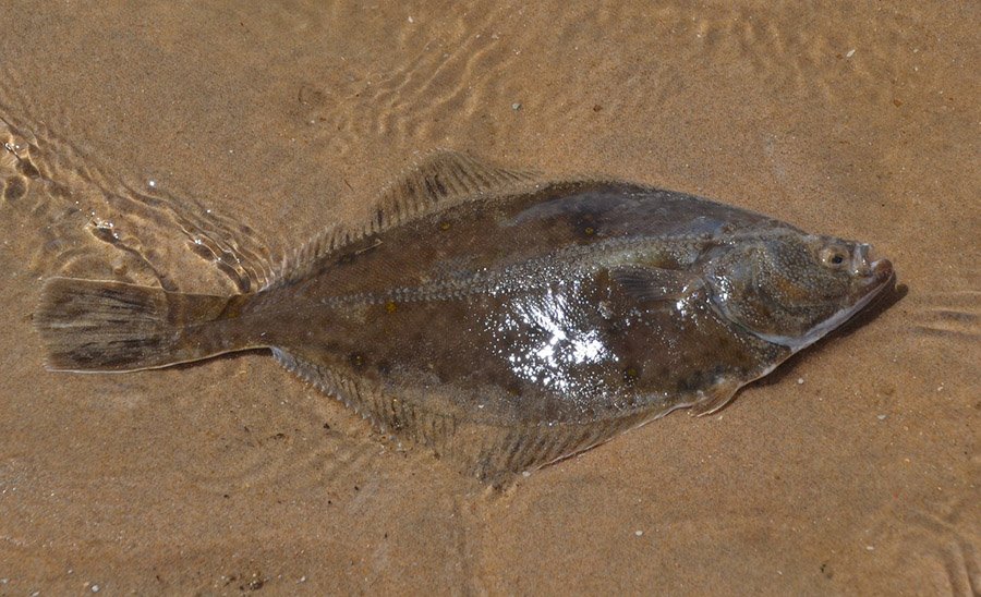 Plaice