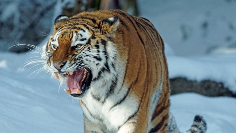 Tiger roaring