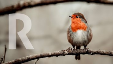 Birds Starting with R