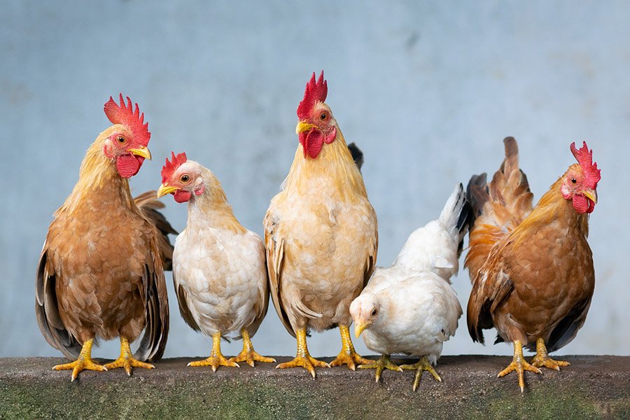 Chickens on a wall