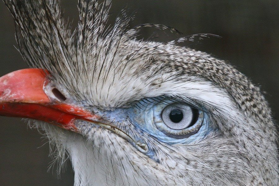 Crested seriema