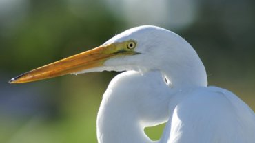 Egret - Are birds mammals