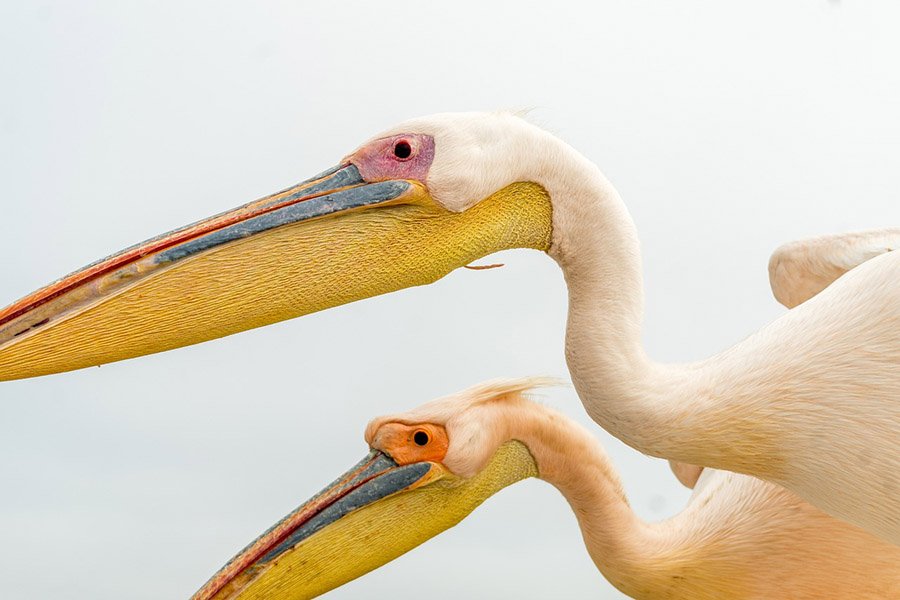 Pelicans