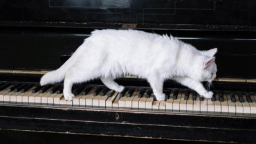 cat on a piano