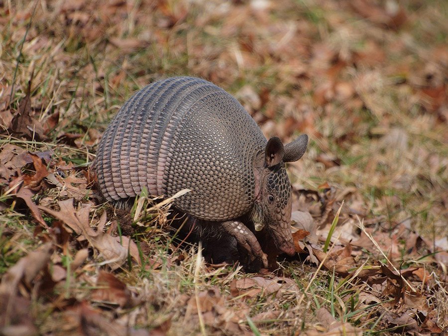 Armadillo