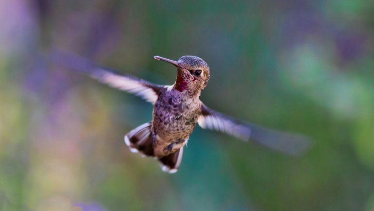 Energetic animals - Hummingbird