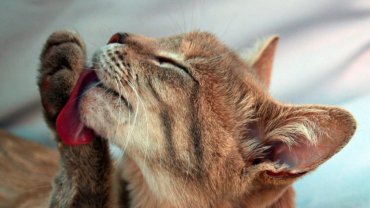 Cat cleaning itself