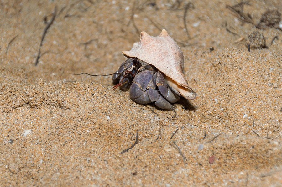 hermit crab