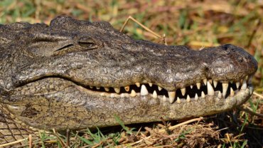 Most aggressive animals - Crocodile