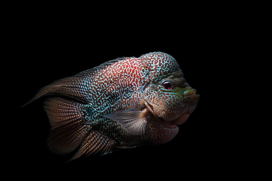 Flowerhorn fish