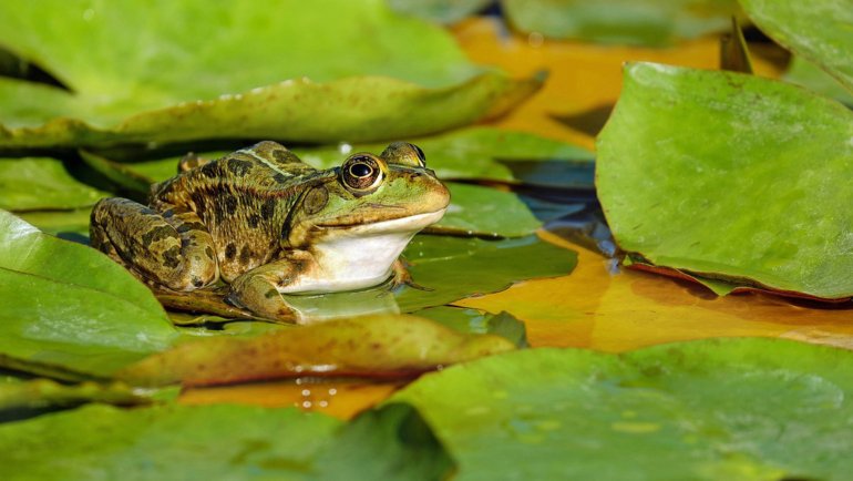 Leaping animals - Frog