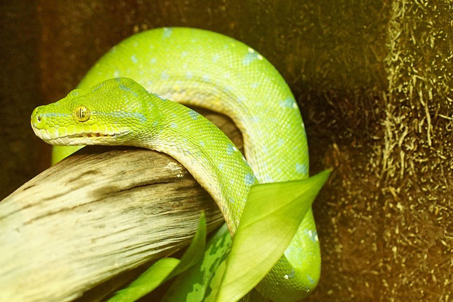 Green tree python