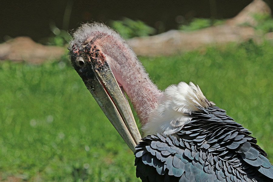 Marabou stork