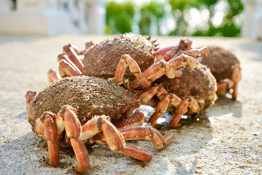 king crabs