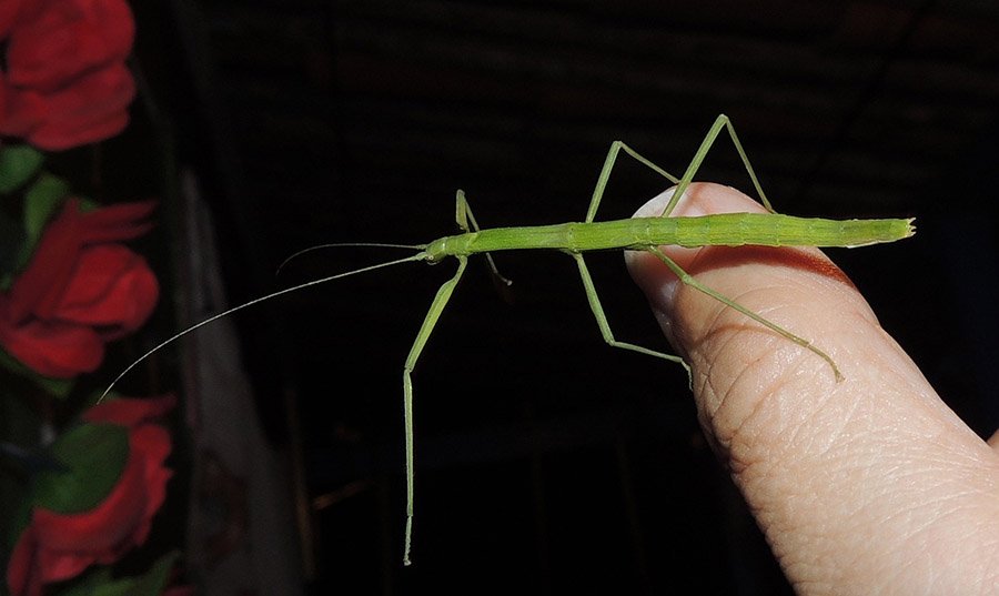 Stick insect