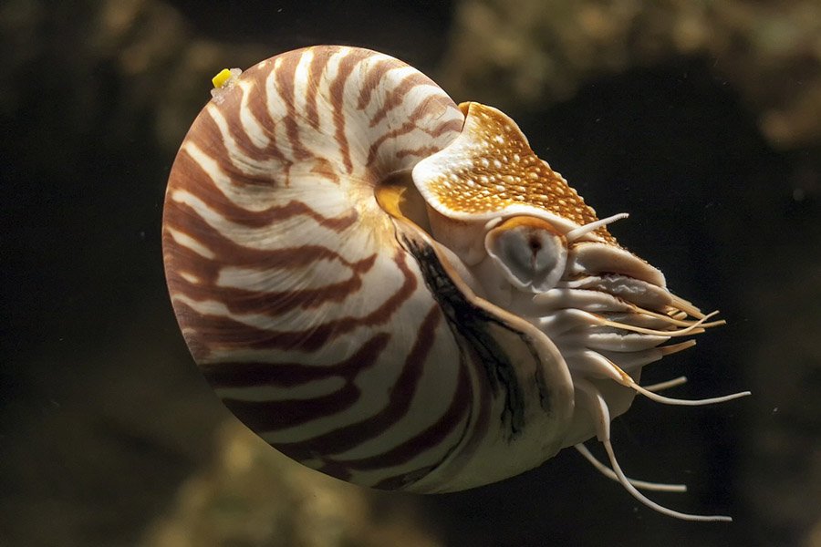 nautilus