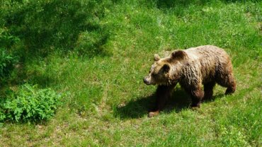 Strongest animals - bear