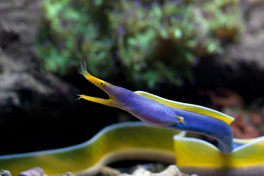 Ribbon eel