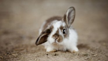 Friendliest animals - Rabbit