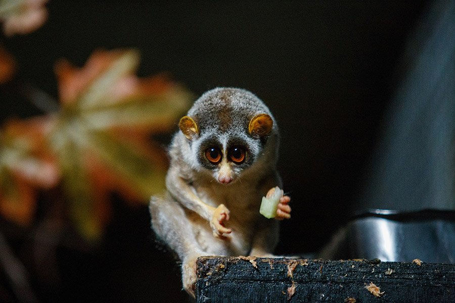 Slender loris