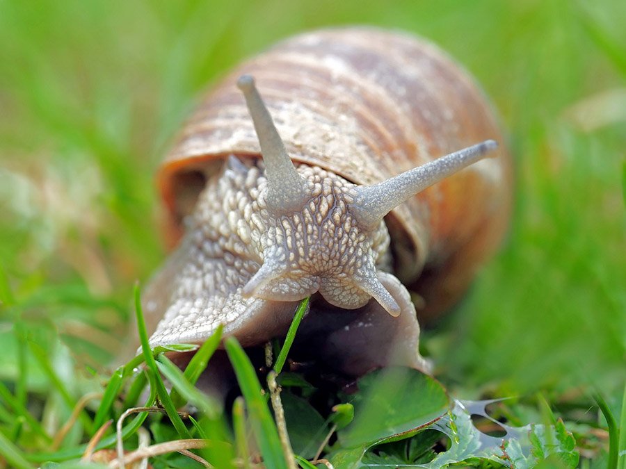 garden snail