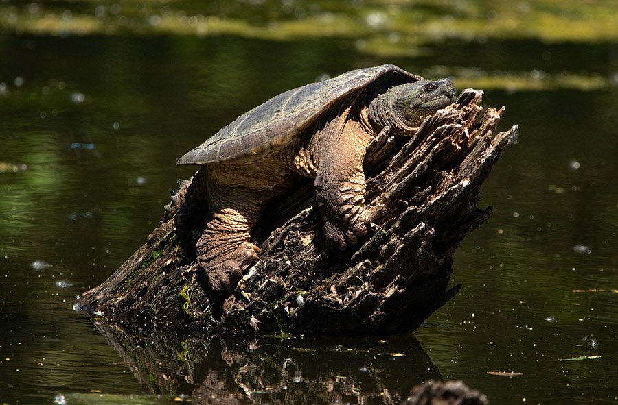 snapping turtle