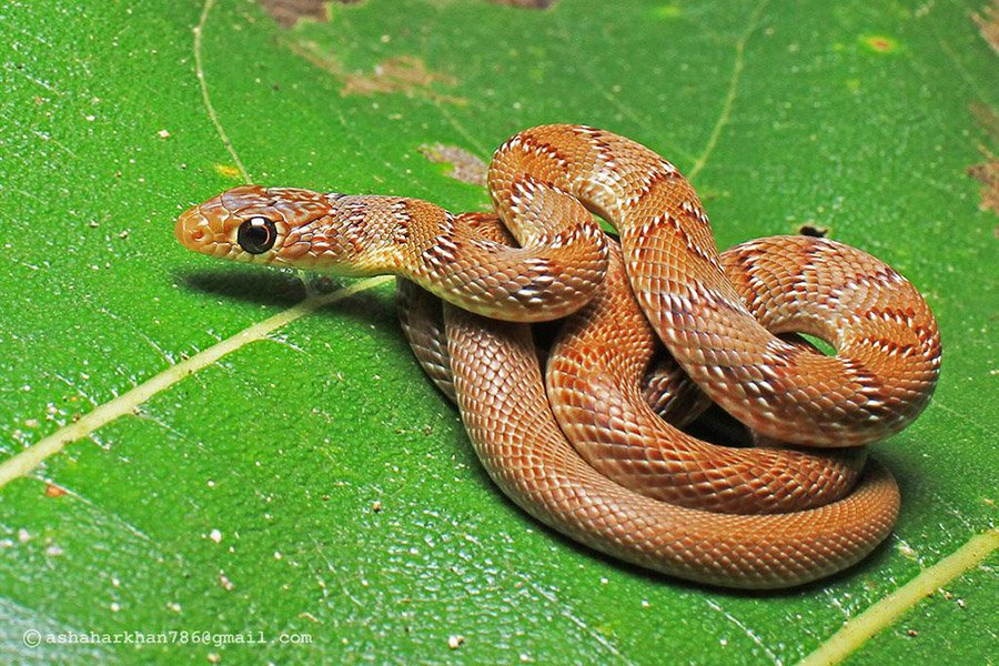 Banded racer