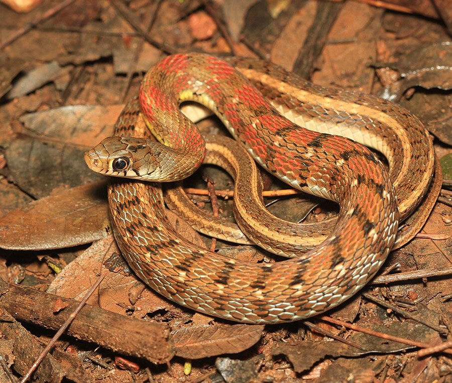 keelback