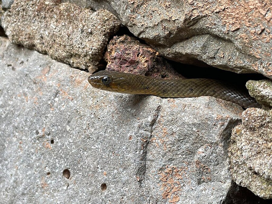 Checkered Keelback