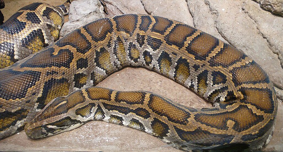 Rock python