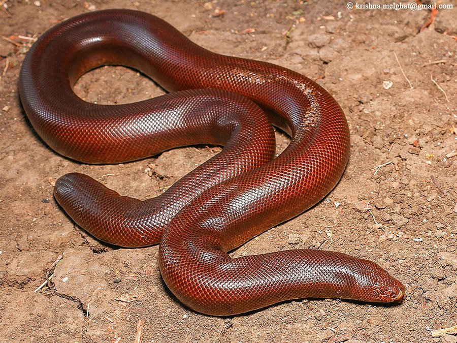 Sand boa