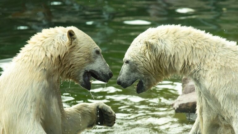 Animals with the strongest bites