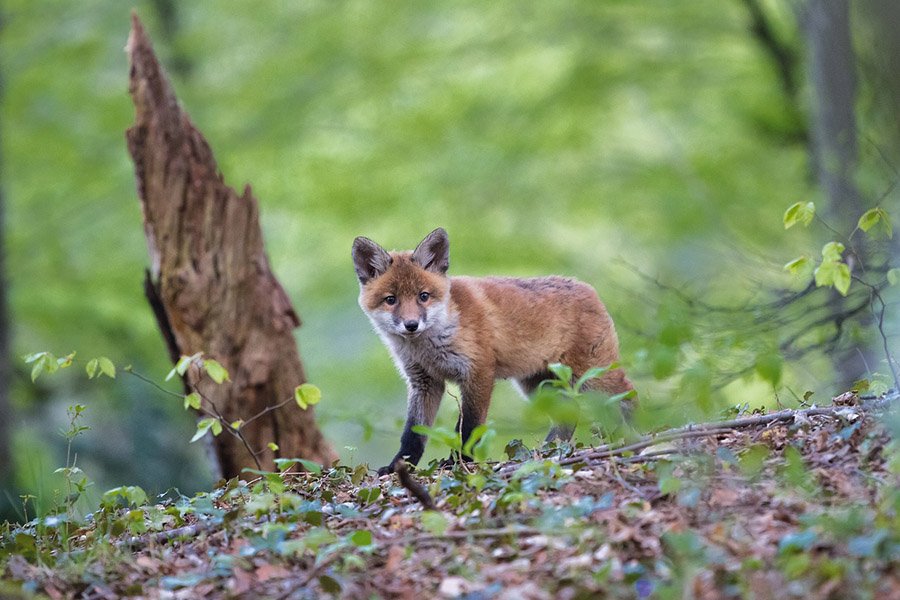 Fox cub