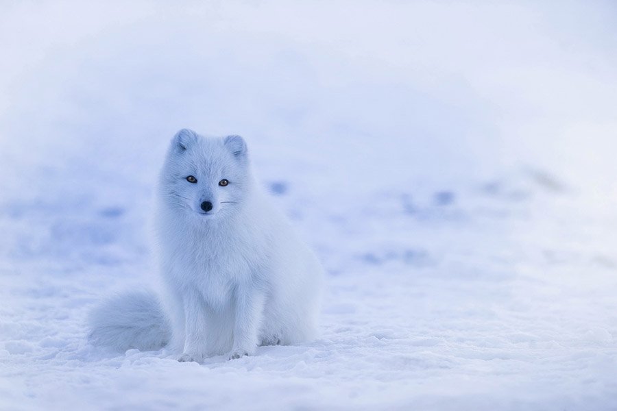 Arctic fox