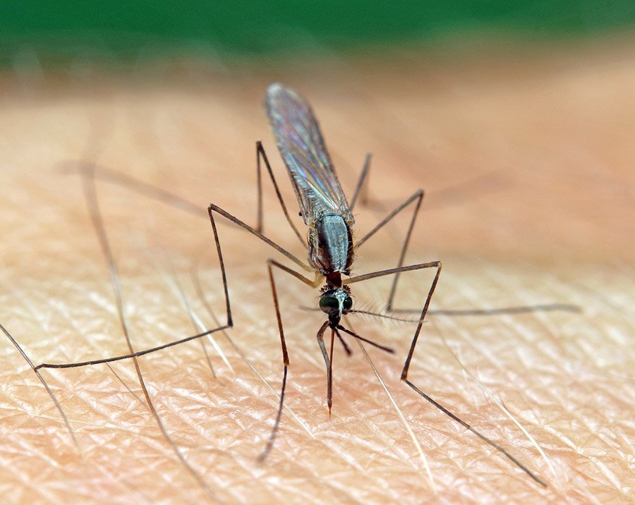 Anopheles mosquito