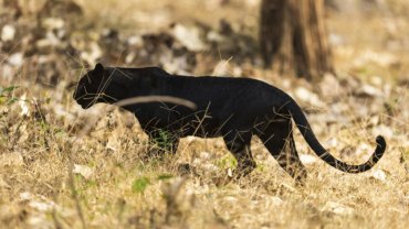 Black panther in India