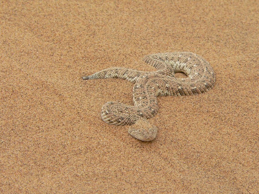 Puff adder