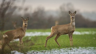 Do deer travel the same path everyday