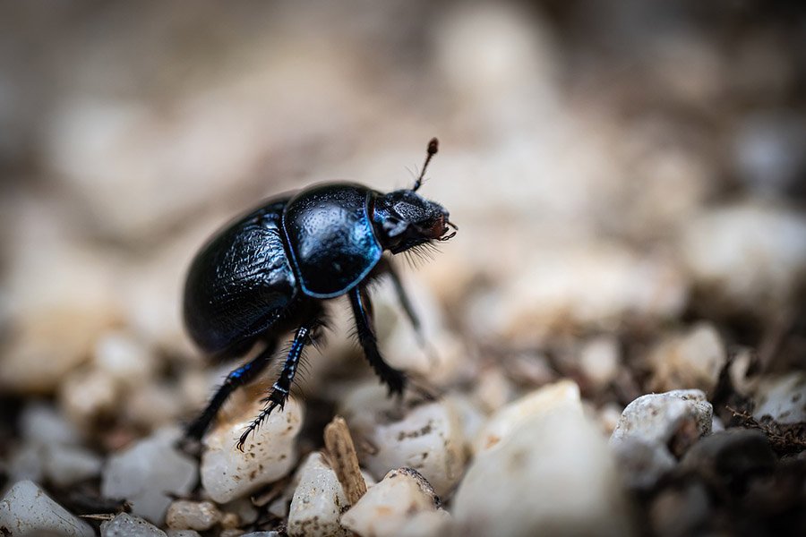 dor beetle